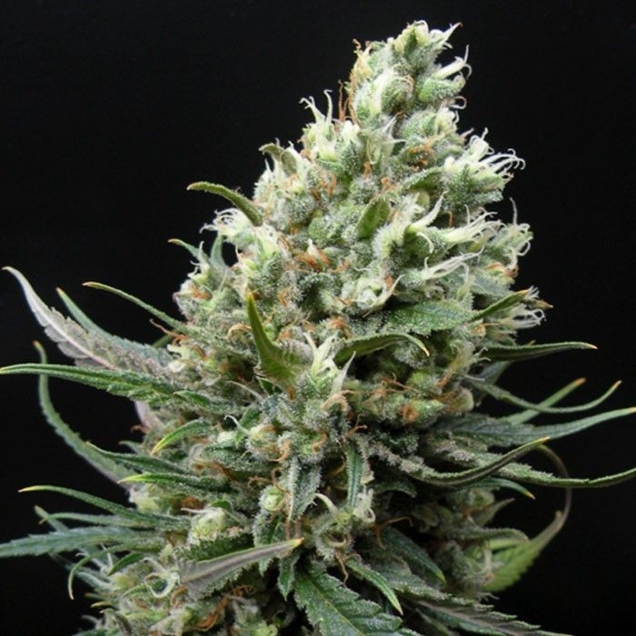 Imagen de SEMILLAS RIPPER HAZE 1semillas