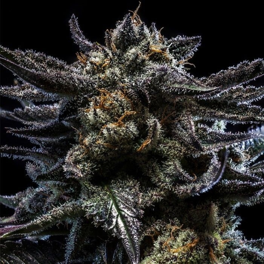 Imagen de SEMILLAS RIPPER ZOMBIE KUSH 1semilla